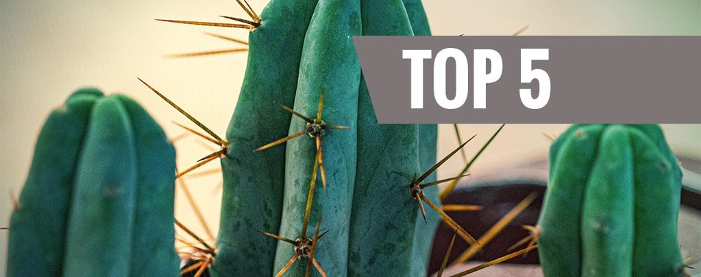 Top 5 Mescaline Cactussen