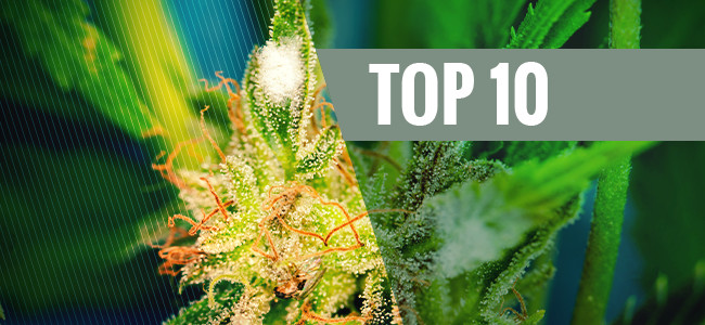 Top 10 Schimmelbestendige Cannabissoorten