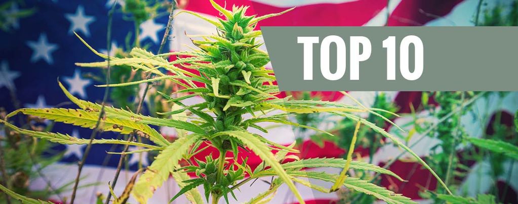 Top 10 Cannabis Strains Uit De VS