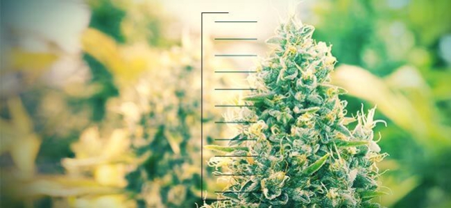 Top 10 Compacte Cannabisplanten