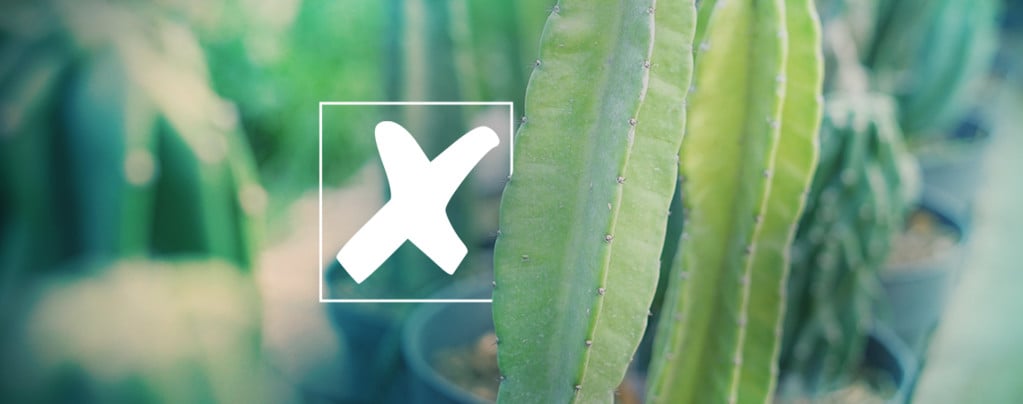 De Meest Voorkomende Fouten Bij Het Kweken Van Cactussen En Oplossingen