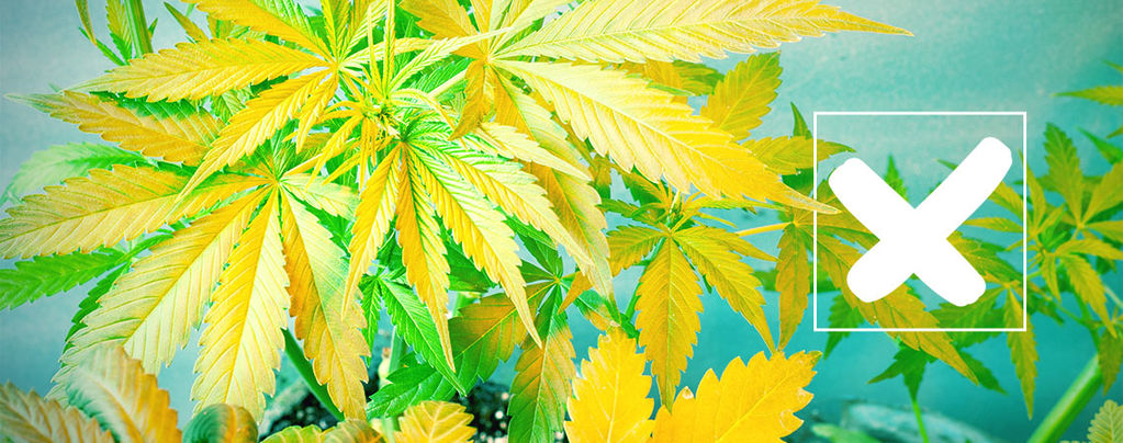 Gele Cannabis Bladeren