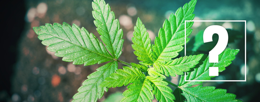 Wat Je Zou Moeten Doen Als Je Cannabisplanten Niet Bloeien