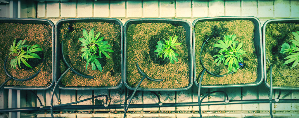 5 Manieren Om Je Cannabisoogst Te Vergroten