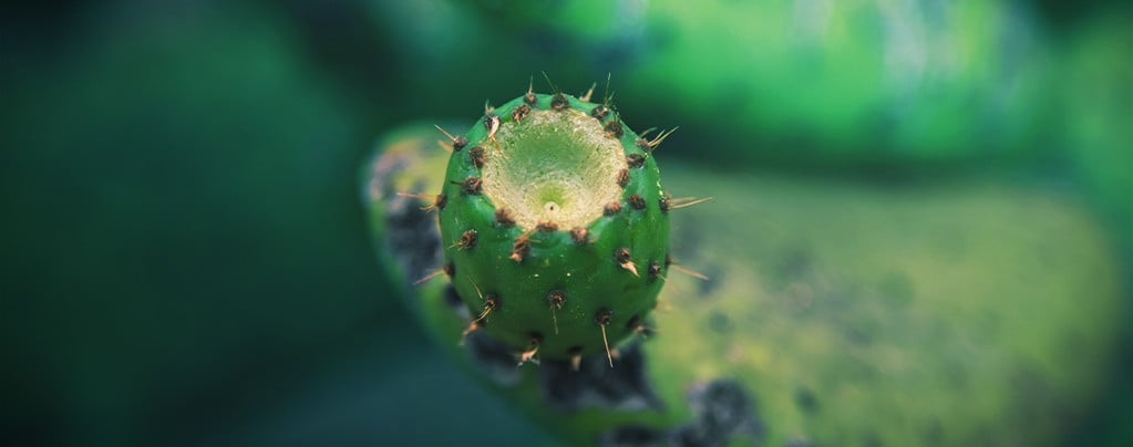 Hoe Vermeerder Je Cactussen Met Stekken?