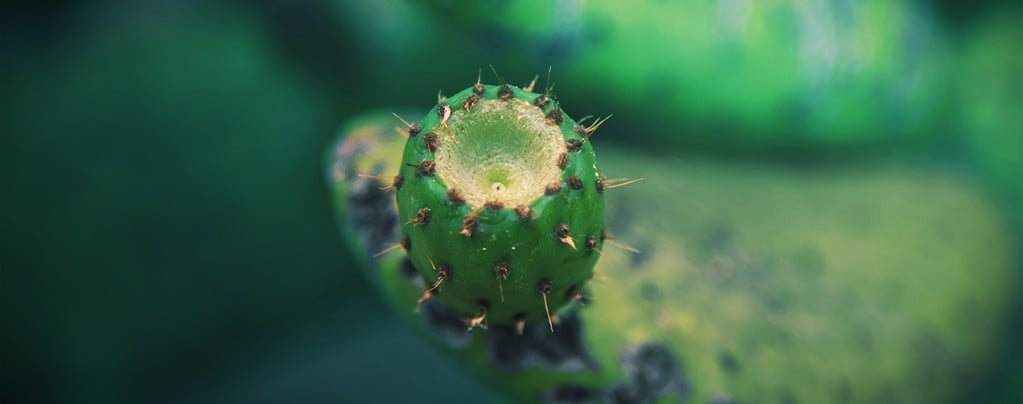 Mescaline Cactussen