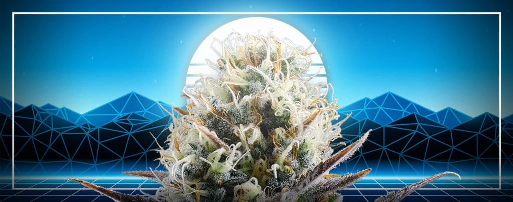 Blue 2.0 (Kannabia x Zamnesia) feminized