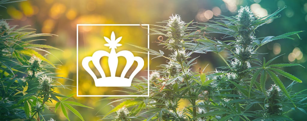 Wat Zijn Heirloom Cannabisplanten?