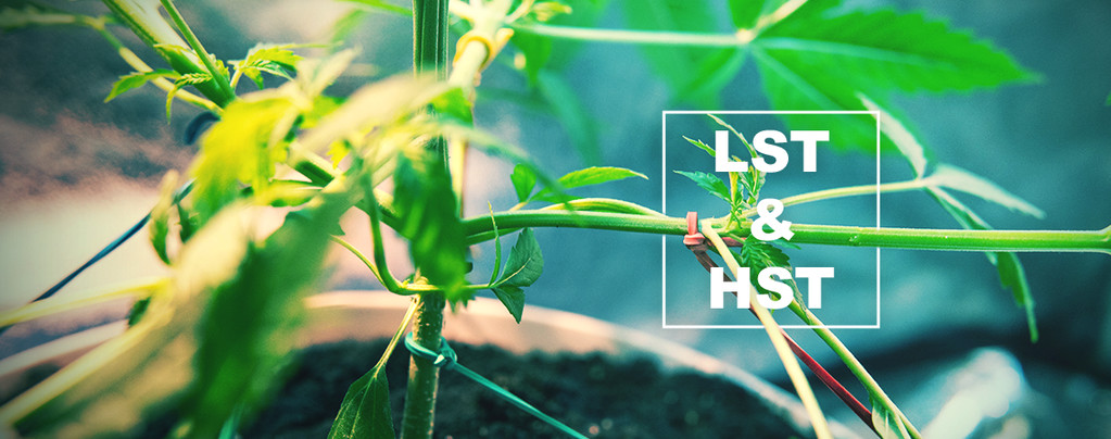 HST En LST Voor Het Trainen Van Je Cannabisplanten