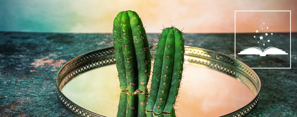 5 Broodjeaapverhalen Over De San Pedro-Cactus Ontkracht
