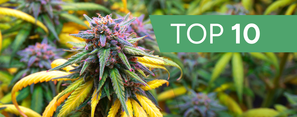 Top 10 Cannabis Strains Voor Het Herfstseizoen 
