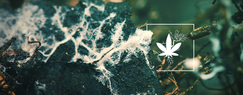 Verhoog De Cannabis Opbrengst Met Mycorrhizae