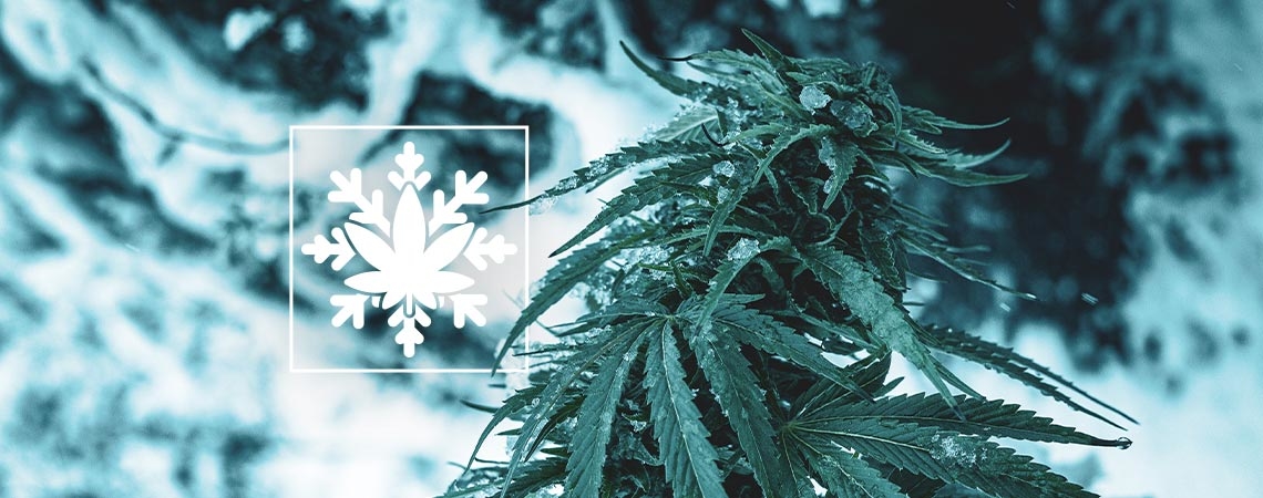 Hoe Kweek Je Cannabis In De Winter? 