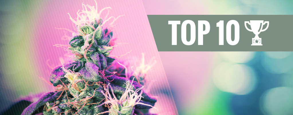 Top 10 Bekroonde Cannabis Strains