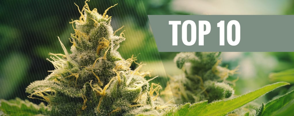 Top 10 Cannabisklassiekers 