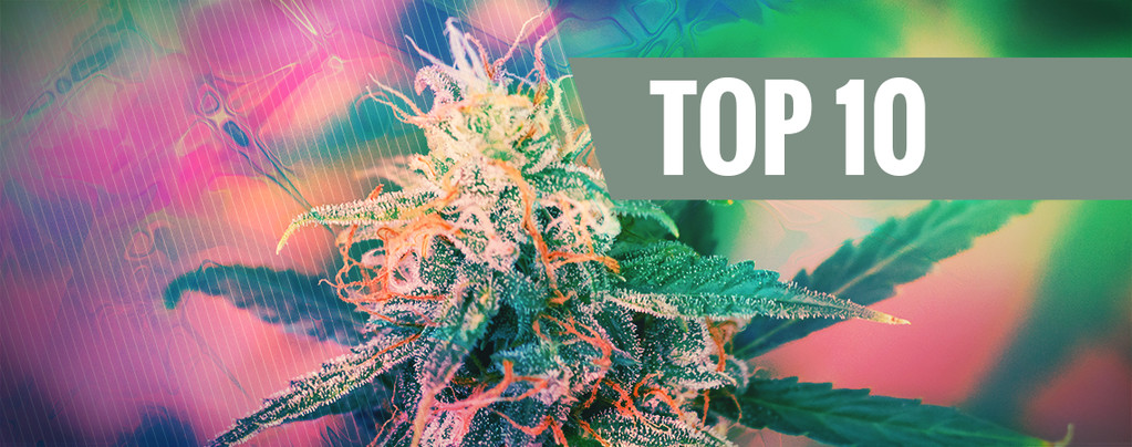 Top 10 Psychedelische Cannabissoorten