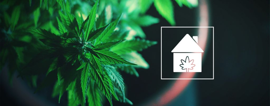 Cannabis Kweken In Je Huis