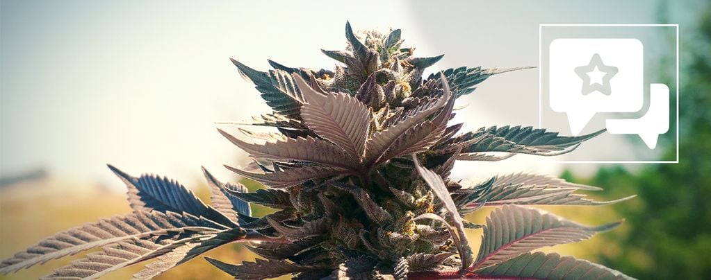 Wedding Cake (Zamnesia Seeds) Feminized