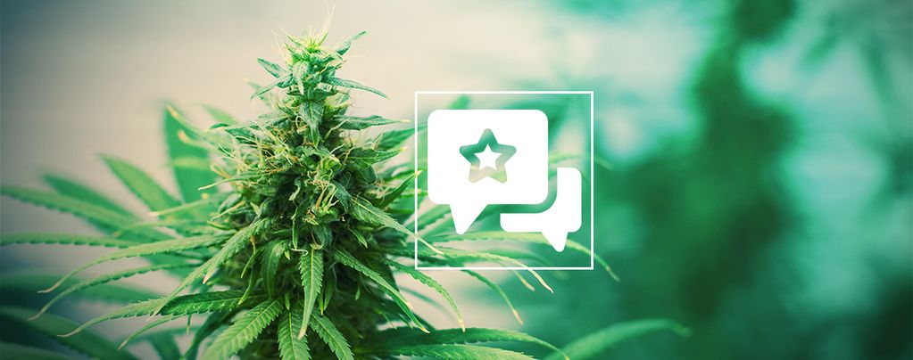 Tangerine Dream: Cannabis Strain Review & Informatie