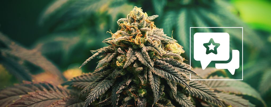 GG4: Cannabis Strain Review & Informatie