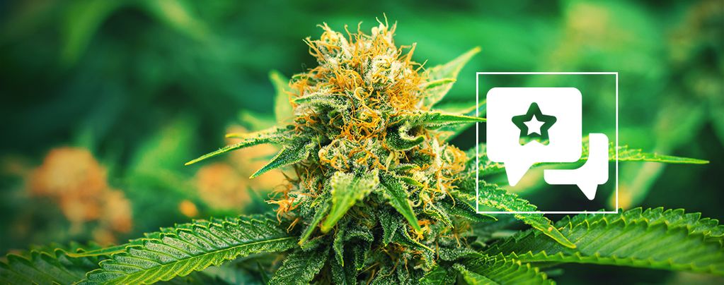 Mango Haze (Mr. Nice) regular