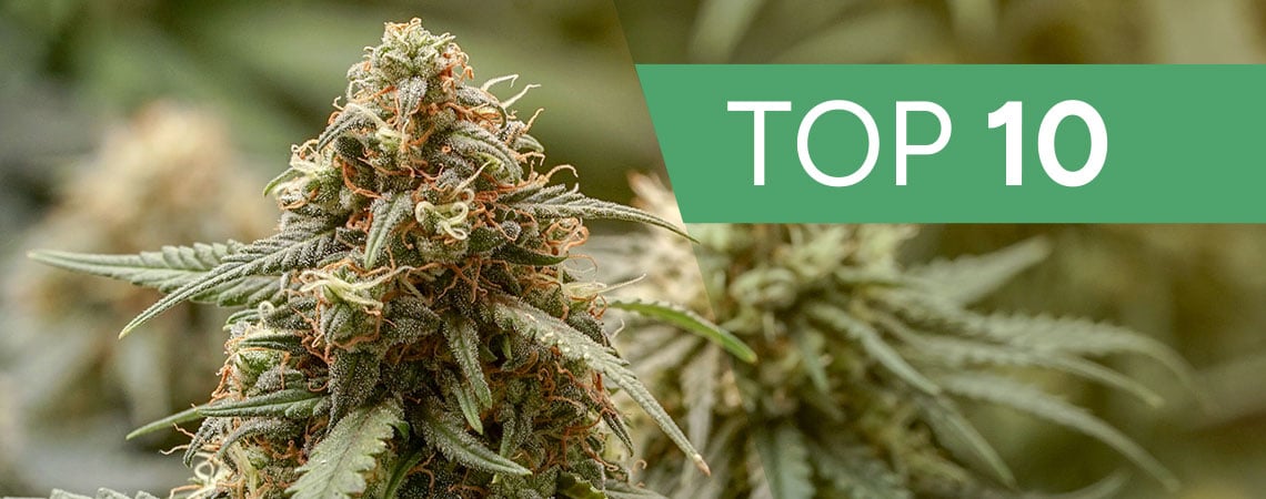Top 10 Haze Cannabis Strains