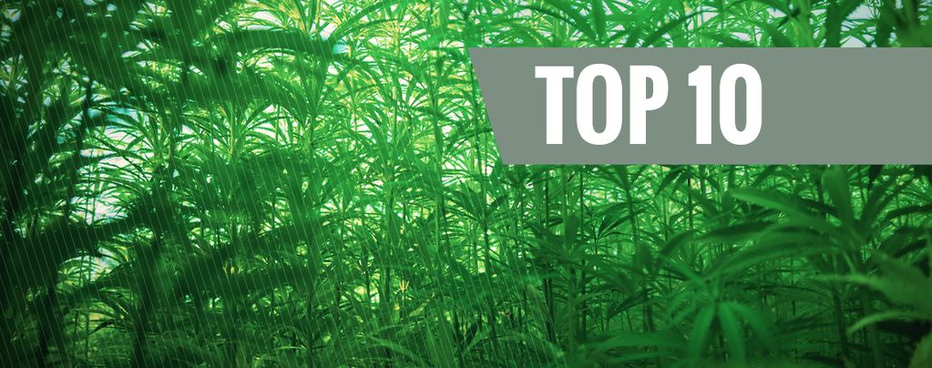 Top 10 Hoogste Cannabis Strains