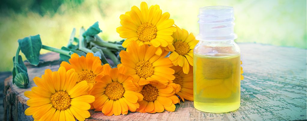 Goudsbloem (Calendula officinalis) Buddy Pack