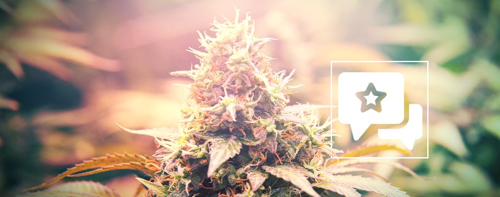 Candy Kush: Cannabis Strain Review & Informatie