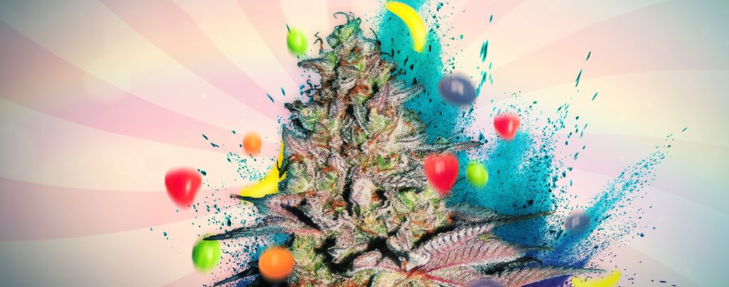 Runtz Auto (Zamnesia Seeds) Feminized