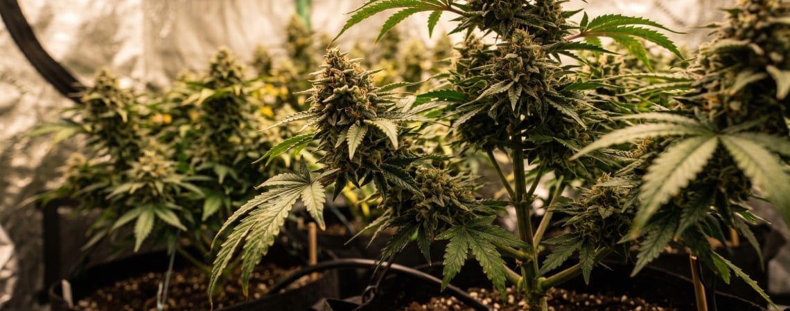 Top 10 vrouwelijke cannabissoorten met XXL-oogst
