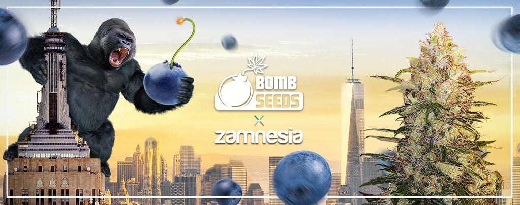 Bomberry Glue Auto (Bomb Seeds x Zamnesia) Feminized
