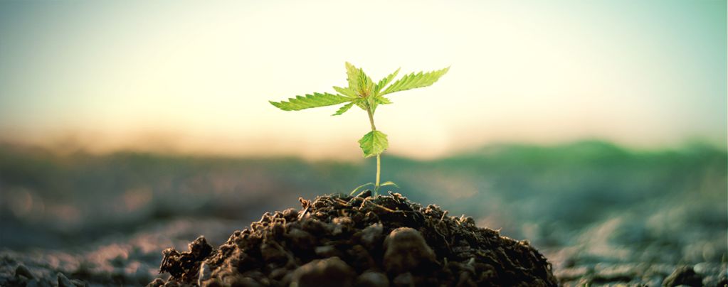 Compost Voor Het Kweken Van Cannabis