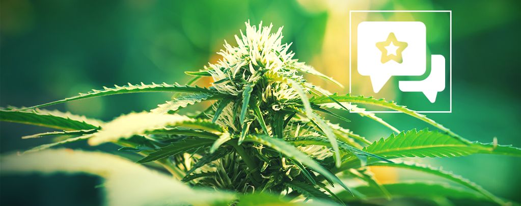 Super Lemon Haze: Cannabis Strain Review & Informatie