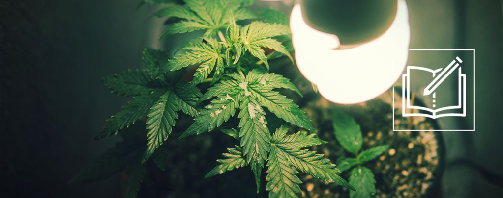 Alles Wat Je Moet Weten Over Micro Growing Cannabis