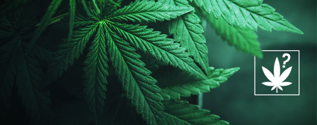 Wat Is Cannabis? 