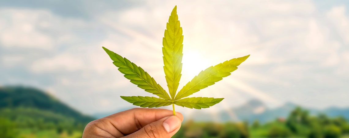 Cannabiscarriere  - Je 420 Droombaan Vinden