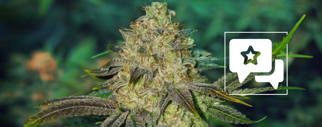 Watermelon Candy: Cannabis Strain Review & Informatie