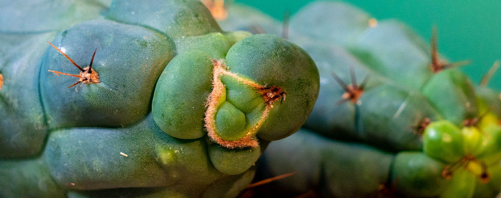 Echinopsis Zamnesiana — Onze Exclusieve Mescaline Cactus