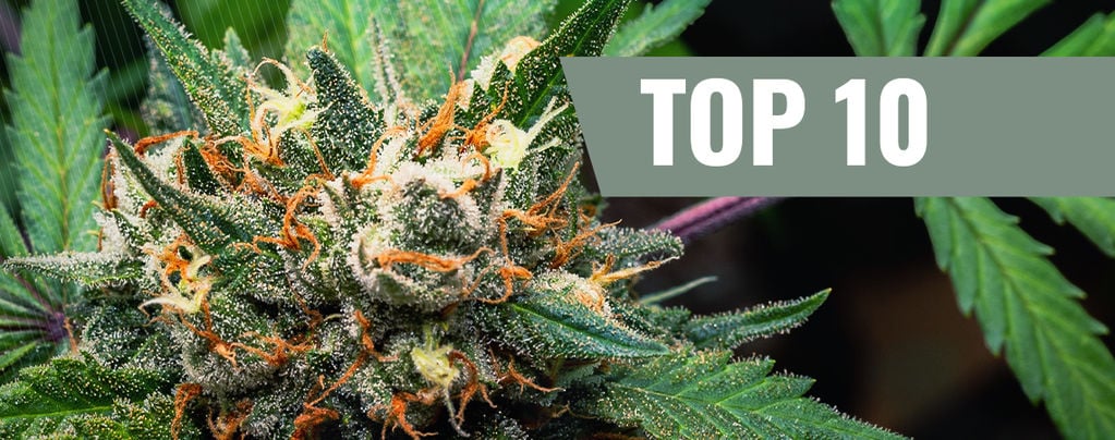 Top 10 Cannabissoorten Die Je Niet De Munchies Geven