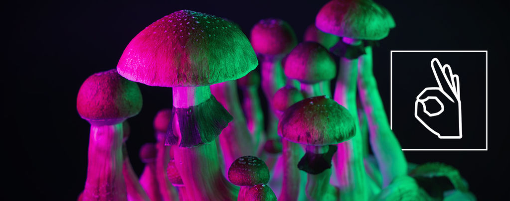 Kun Je Een Tolerantie Voor Magic Mushrooms Ontwikkelen?