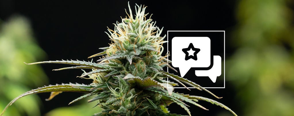 Zamnesia X: Cannabis Strain Review & Informatie
