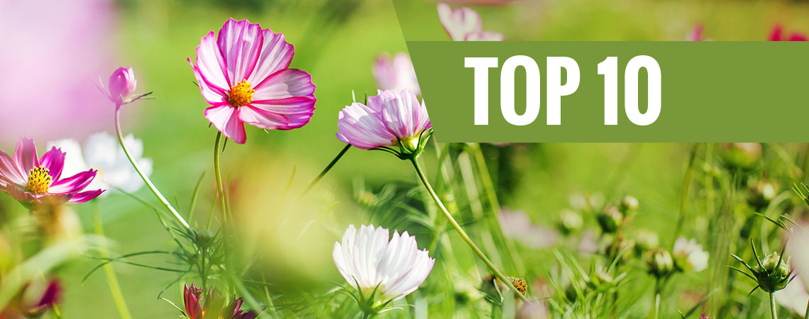 Top 10 Bloemen Om Dit Voorjaar Te Zaaien