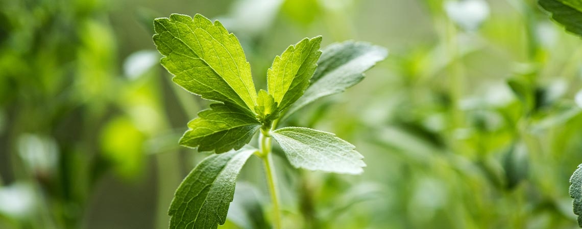 Wat Je Over Stevia Zou Moeten Weten