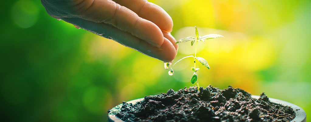 Compostthee: De Natuurlijke Booster Voor Je Cannabisplanten