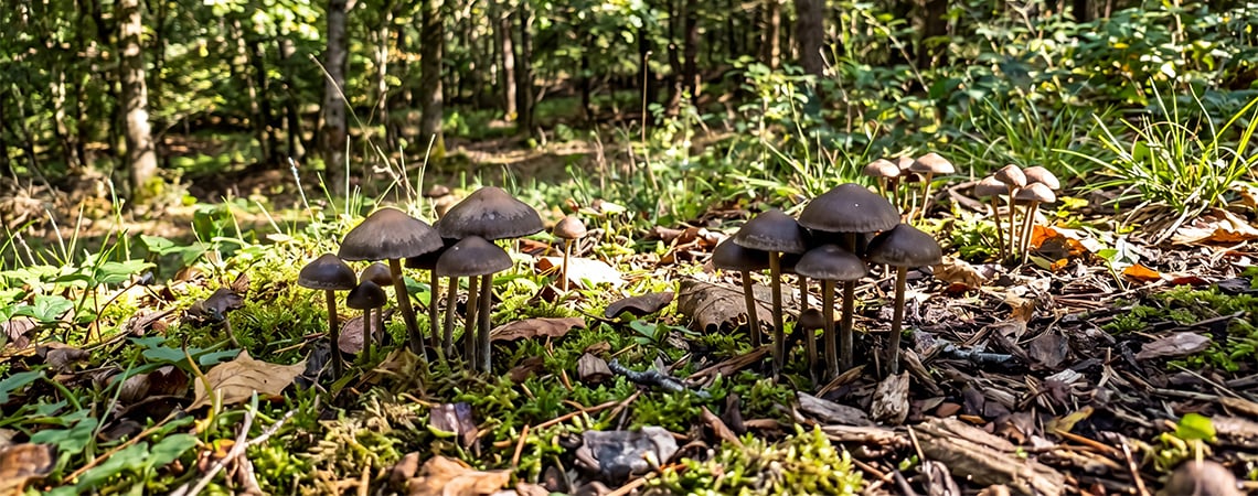 Magische Paddestoelen In De Buitenteelt 