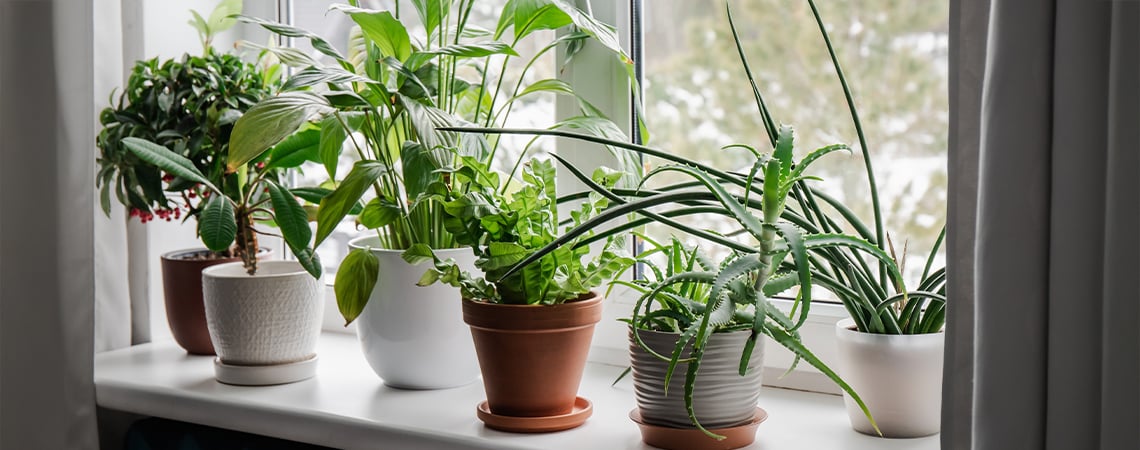 De beste kamerplanten om de luchtkwaliteit en je stemming te verbeteren