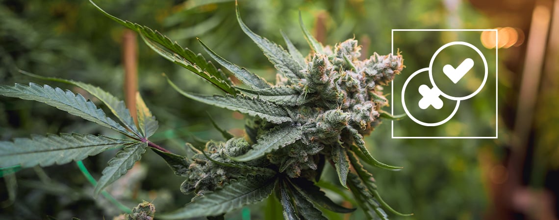 Cannabis en urban legends: de meest absurde mythes over wiet ontkracht