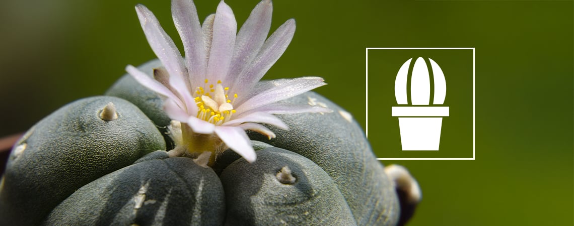 Wat is peyote en waarom gebruiken mensen het?