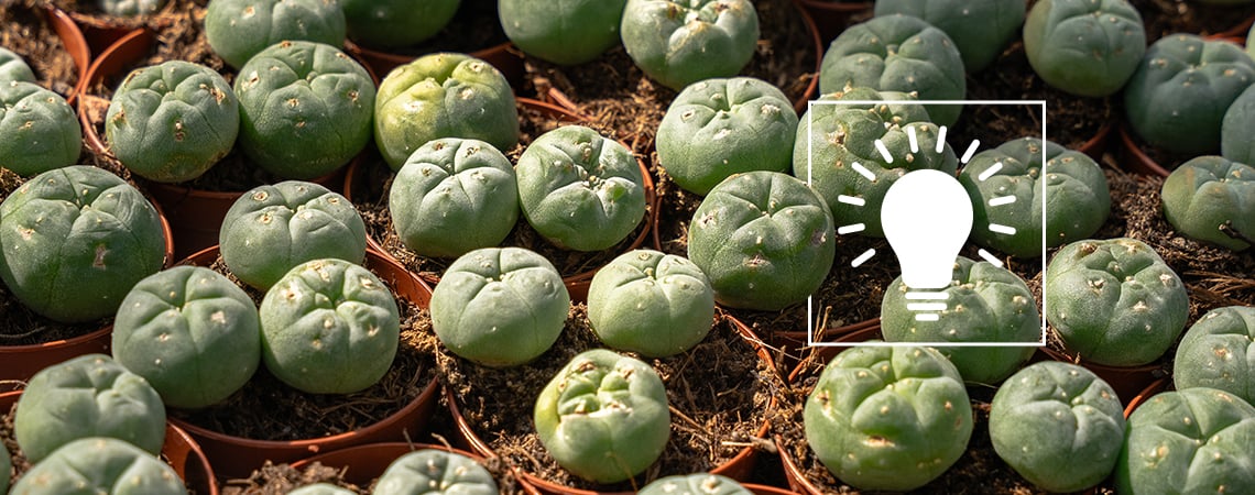 Peyote: alles wat je moet weten voordat je het overweegt